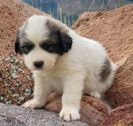 Great Bernese Puppy<br/>Last Female of Litter Ready for Forever Home