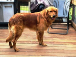 Goldendoodle