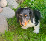 AKC DACHSHUND PUPPY<br/>ONE PUP LEFT!