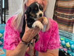 puppies
<br/>Australian Shepherd Puppies