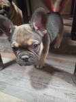 French Bulldog AKC <br/>AKC French bulldog