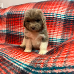 AKC Newfie Puppies<br/>9 of 11 AKC Newfoundland Puppies