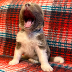 AKC Newfie Puppies<br/>9 of 11 AKC Newfoundland Puppies