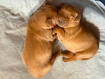 AKC Golden Retriever Puppies<br/>AKC Golden Retriever Puppies