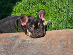French Bulldog AKC <br/>AKC French bulldog