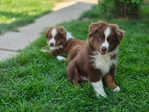Australian shepherd <br/>High quality Australian shepherd