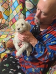 puppy<br/>AKC Standard Poodle
