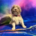 AKC Newfie Puppies<br/>9 of 11 AKC Newfoundland Puppies