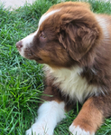 Australian Shepherd <br/>not your typical Australian Shepherd