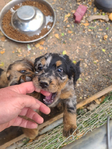 puppy<br/>CKC STANDARD F1 BERNEDOODLE