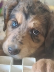 puppy<br/>F1 Standard Bernedoodle