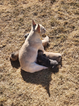 French Bulldog AKC<br/>Akc French Bulldog pups