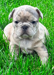 French Bulldog Puppies<br/>French Bulldog Puppies