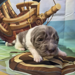 AKC Newfie Puppies<br/>9 of 11 AKC Newfoundland Puppies