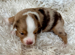 Miniature Australian Shepard Puppies<br/>Pure Bred ASDR Registered
