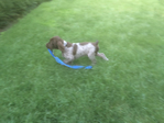 Wirehaired Pointing Griffon<br/>Wirehaired Pointing Griffon Puppies For Sale