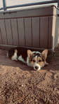 Dog (corgi)<br/>MISSING DOG!