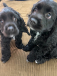 Cocker Spaniel<br/>Cocker Spaniels Puppies!