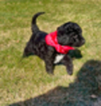 Goldendoodle<br/>Goldendoodle Puppies