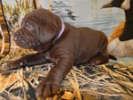Dogs<br/>Excellent Hybrid Retriever puppies & started dogs available!