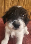 Male Jack Russell Pups<br/>Ready to Go!