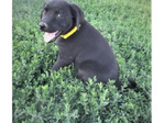 Dogs<br/>Excellent Hybrid Retriever puppies & started dogs available!