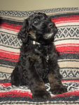 Bernedoodle Puppies (F1B)