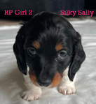 Longhair Dachshund AKC pups!<br/>DNA Tested AKC registered trained pups! 6 wks old!