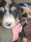 puppy<br/>Registered Standard Bernedoodles