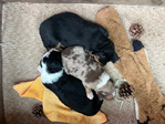 Austrialian shephard/Border collie pups for sale