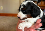 Adorable Cavapoo Puppies<br/>Cavapoo