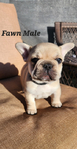 French Bulldog AKC<br/>Akc French Bulldog pups