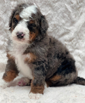 Bernedoodle Puppies<br/>READY NOW & FOR CHRISTMAS