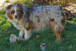 Australian Shepherd <br/>not your typical Australian Shepherd