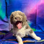 AKC Newfie Puppies<br/>9 of 11 AKC Newfoundland Puppies