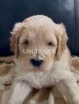 Dog<br/>8 stunning Golden Mtn. Doodle puppies for sale
