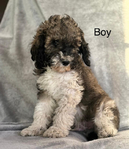 Puppies<br/>AKC Moyen Poodles and Micro Mini Bernedoodles