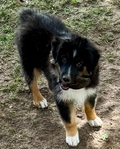 Miniature Australian Shepard<br/>PUPPIES!