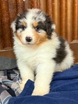 Puppies<br/>Australian Shepherd