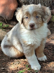 Miniature Australian Shepard Puppies<br/>Pure Bred ASDR Registered