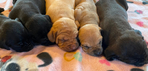 American Bandogge Mastiff Puppies <br/>American Bandogge Mastiff Puppies