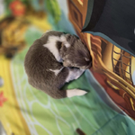 AKC Newfie Puppies<br/>9 of 11 AKC Newfoundland Puppies