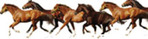 HORSE BOARDING for the Winter