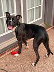 Bishop- a Boxer Mix<br/>Saved from Euthanasia- Needs a Home!