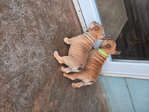 French Bulldog <br/>Akc French bulldog pups