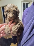 puppy<br/>AKC Standard Poodle