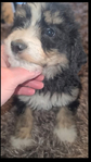 puppy<br/>Registered Standard Bernedoodles