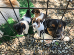 Jack Russell Pups<br/>Ready to Go!