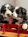 DOODLE PUPPIES!<br/>Goldendoodles, Aussiedoodles,  Bernedoodles, Cockapoos