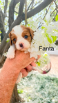 AKC Cavalier King Charles Spaniel Puppies<br/>3 Females & 1 Male Available